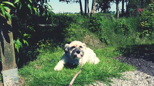 Portrait of dog on field