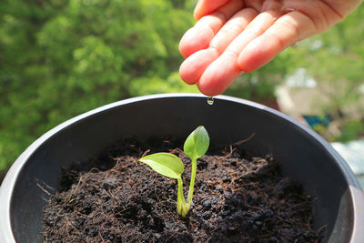 Closeup of hand gently watering small seedling in a planter