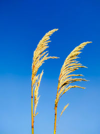 Low angle view of stalks against blue sky