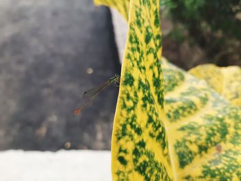 Close-up of butterfly on leaf