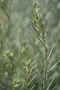 Close-up of flowering plant