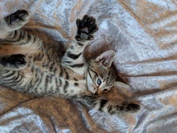 Close-up of cat lying down