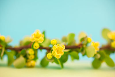 Close-up of yellow flowering plant against clear sky