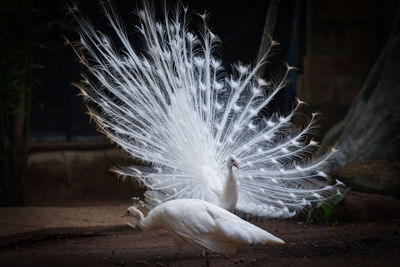 Close-up of a peacock