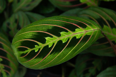 Close-up of green leaves