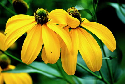 Close-up of yellow lilies blooming outdoors