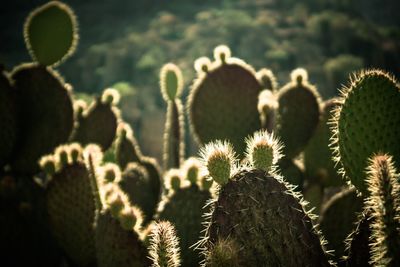 Close-up of cactus plant during sunset