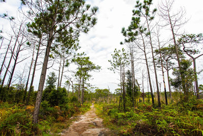 Trees in forest against sky