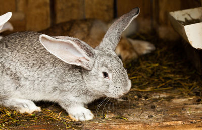 Close-up of a rabbit on land