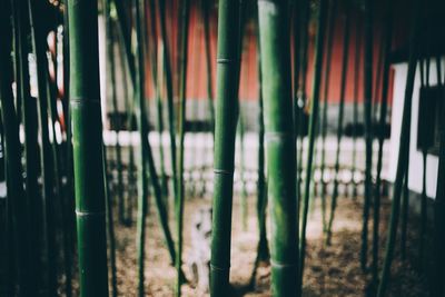 Close-up of bamboo on field