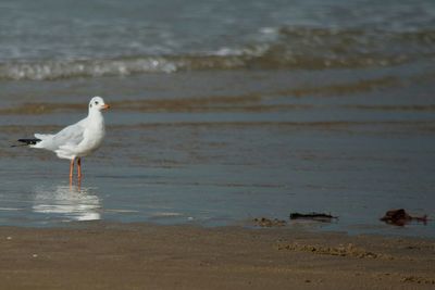 Seagull on beach