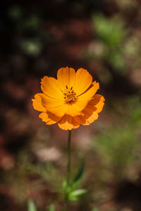 Close-up of yellow flower