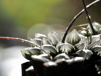 Close-up of white flowering plants