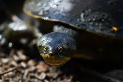 Close-up portrait of a turtle in sea