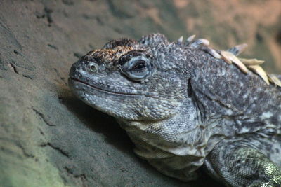 Close-up of lizard on rock