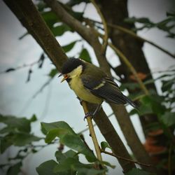 Close-up of bird perching on branch