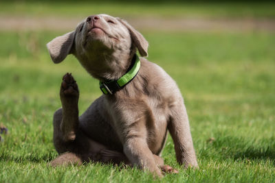 Dog scratching on field