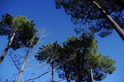 Low angle view of trees against clear blue sky