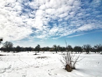 Trees on snow covered field against sky