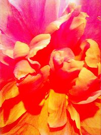 Close-up of pink rose