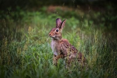 View of rabbit on field