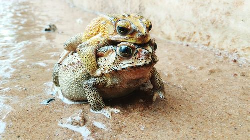 Close-up of frog on sand