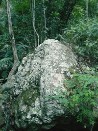 Close-up of trees