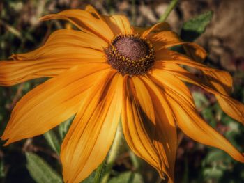 Close-up of yellow flowers