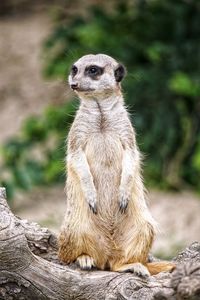 Meerkat looking away while standing on tree trunk