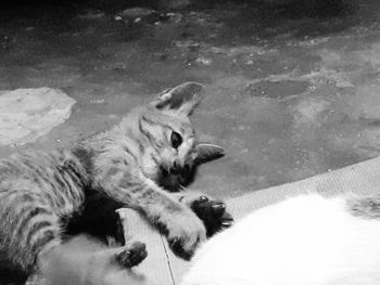 High angle view of a cat