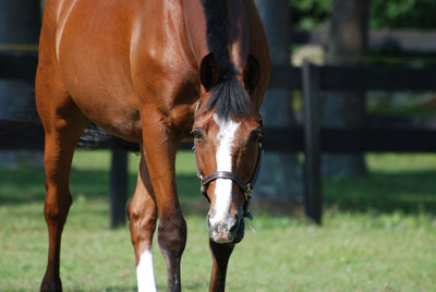 Direct look into the very sweet face of a horse in a field.