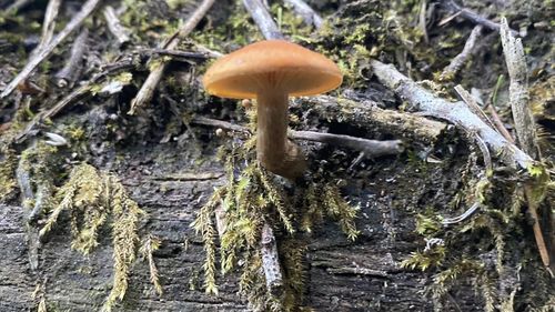 Close-up of mushroom growing on tree trunk