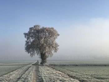 Tree on field against sky