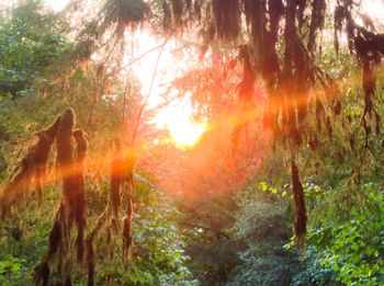 Sun shining through trees in forest