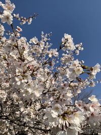 Low angle view of cherry blossoms against sky