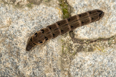 Close-up of snake