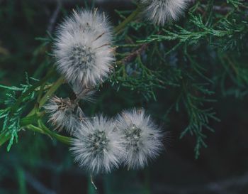 Close-up of dandelion