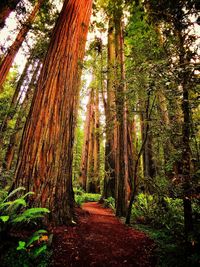 Trees growing in forest