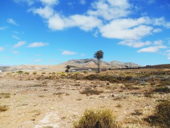 Trees on field against sky