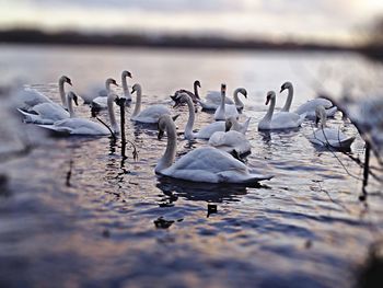 Birds in calm lake