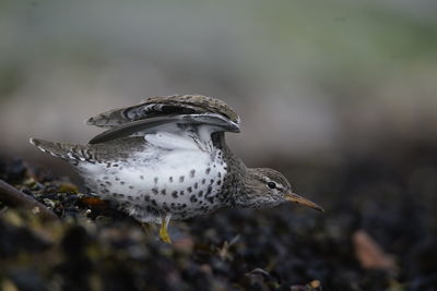 Close-up side view of a bird