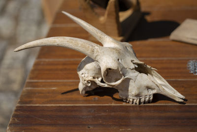 Close-up of animal skull