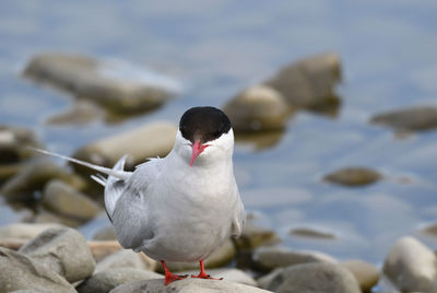 Close-up of bird perching on rock