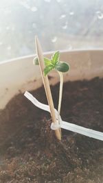 Close-up of small potted plant