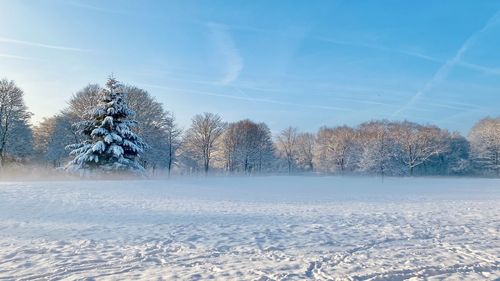 Trees on snow covered field against sky