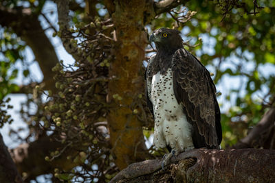 Martial eagle perched on branch facing left