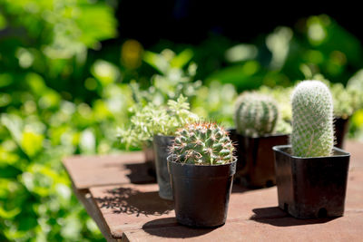 Close-up of potted plant