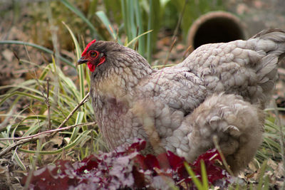 Close-up of grey chicken - bird.