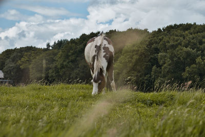 Horse standing in a field