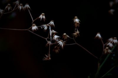 Close-up of plants against black background